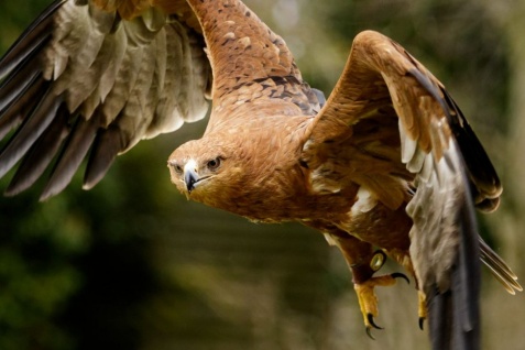 Tawny-Eagle-Roger-Byrne-March16-4-1400x650