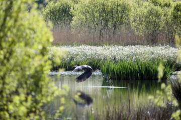 Fishlake Meadows